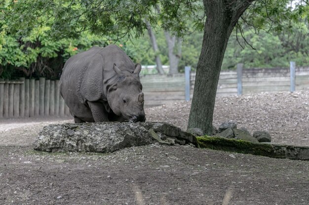 Weißes Nashorn, das in einem Feld geht, das durch Wälder und Grün unter Sonnenlicht umgeben ist