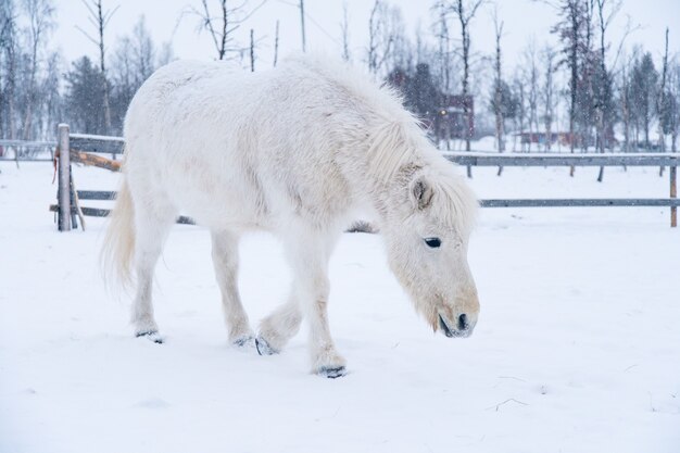 Weißes Pferd, das auf einem schneebedeckten Feld in Nordschweden geht