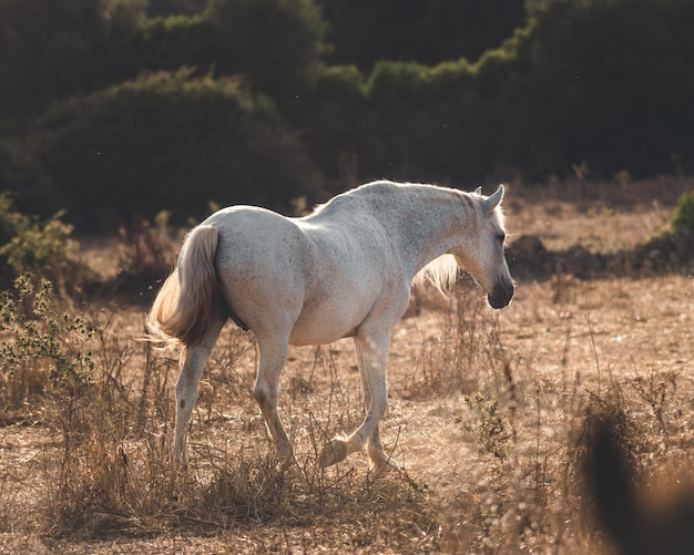 Weißes Pferd, das während des Sonnenuntergangs geht