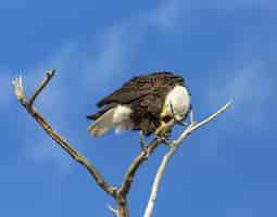 Kostenloses Foto weißkopfseeadler thront im baum