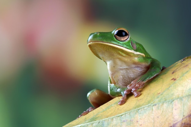 Kostenloses Foto weißlippenlaubfrosch litoria infrafrenata auf blättern