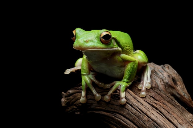 Weißlippenlaubfrosch litoria infrafrenata nahaufnahme auf holz