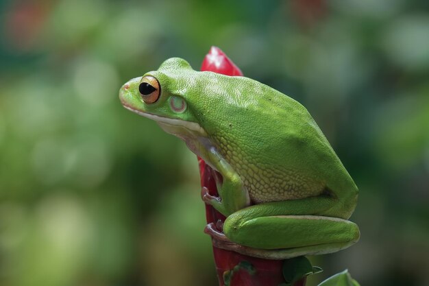 Weißlippiger Laubfrosch auf grünen Blättern Weißlippiger Laubfrosch Litoria infrafrenata