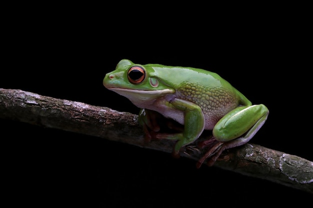 Weißlippiger Laubfrosch isoliert auf schwarzem Hintergrund