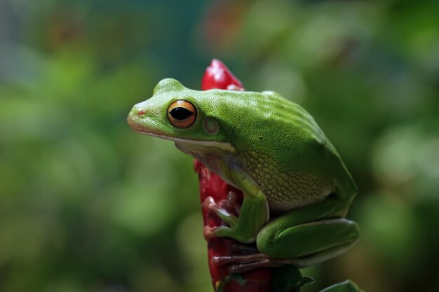 Weißlippiger Laubfrosch Litoria infrafrenata auf roter Knospe