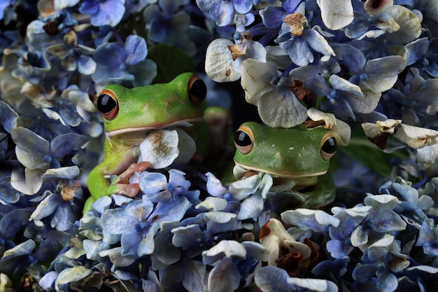 Weißlippiger Laubfrosch Litoria infrafrenata Nahaufnahme auf Blume