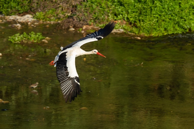 Kostenloses Foto weißstorch fliegt über einen fluss