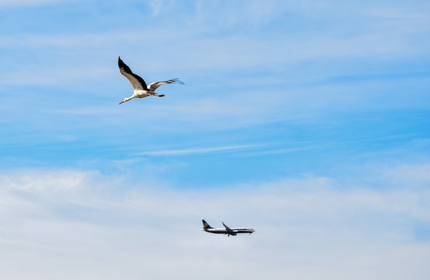 Weißstorch und Flugzeug