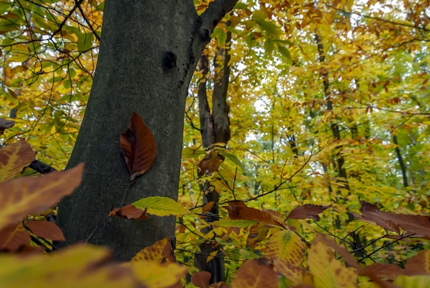 Weitwinkelaufnahme des Waldes voller Bäume mit grünen und gelben Blättern