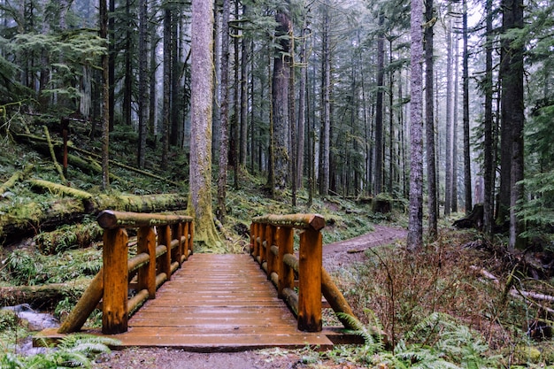 Kostenloses Foto weitwinkelaufnahme einer brücke im wald, umgeben von bäumen