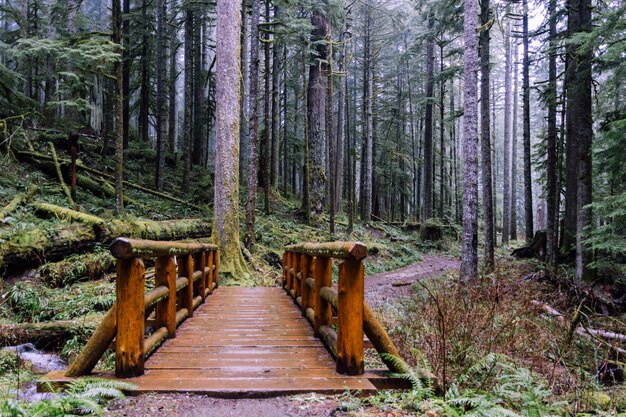 Weitwinkelaufnahme einer Brücke im Wald, umgeben von Bäumen