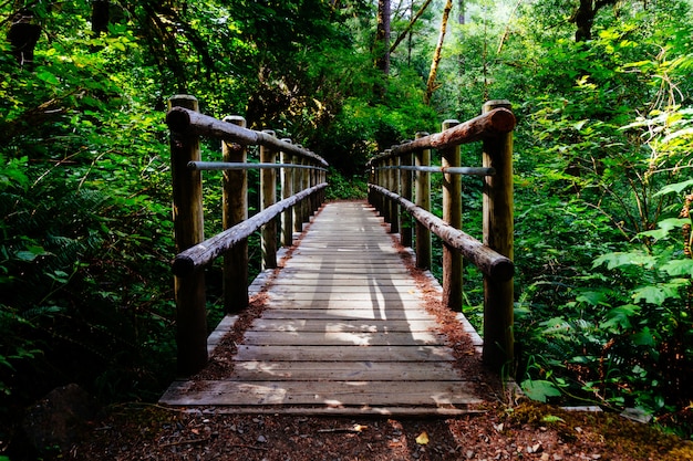 Weitwinkelaufnahme einer Holzbrücke, umgeben von Bäumen und grünen Pflanzen