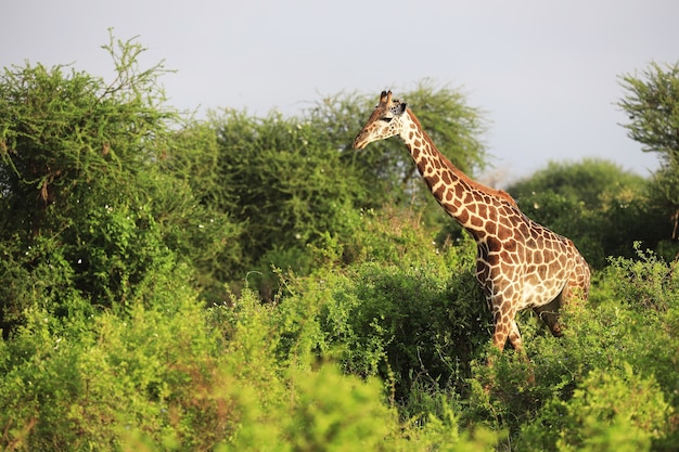 Weitwinkelaufnahme einer Masai-Giraffe neben Bäumen im Tsavo East Nationalpark, Kenia, Afrika