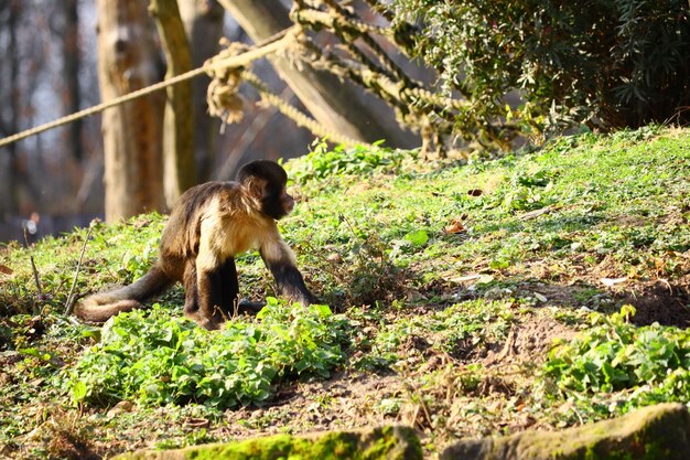 Weitwinkelaufnahme eines Affen, der auf grünem Gras steht