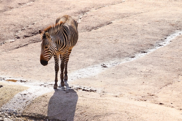 Weitwinkelaufnahme eines auf dem Boden stehenden Zebras