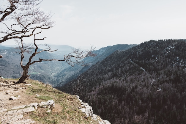 Kostenloses Foto weitwinkelaufnahme eines baumes auf einem berg unter einem bewölkten himmel