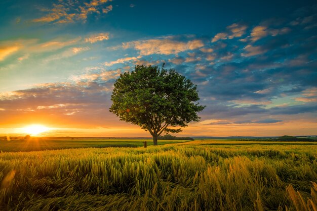 Weitwinkelaufnahme eines einzelnen Baumes, der unter einem bewölkten Himmel während eines Sonnenuntergangs wächst, der durch Gras umgeben wird