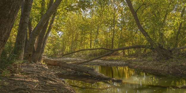 Weitwinkelaufnahme eines Flusses mitten in grünblättrigen Bäumen im Wald tagsüber