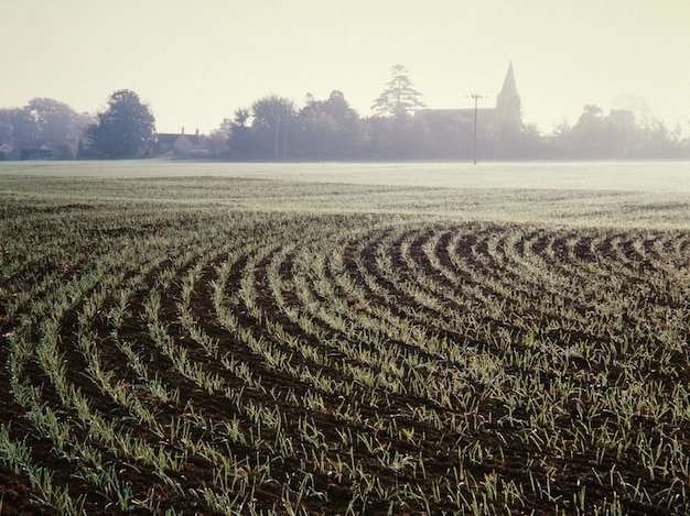 Kostenloses Foto weitwinkelaufnahme eines grases in böden in einem von bäumen umgebenen feld