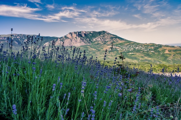 Weitwinkelaufnahme eines Grasfeldes auf dem Berg unter einem blauen Himmel