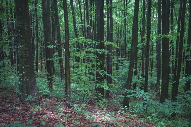 Weitwinkelaufnahme eines Waldes voller Bäume und Gras an einem düsteren Tag