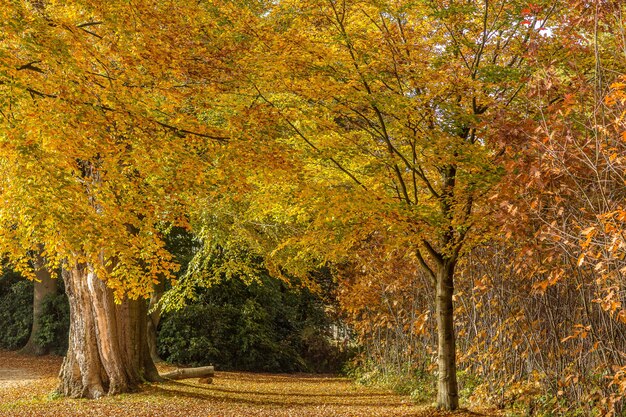 Weitwinkelaufnahme von Bäumen mitten in einem Wald an einem hellen Tag