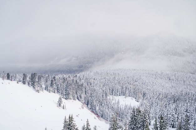 Weitwinkelaufnahme von Bergen mit weißem Schnee und Tonnen von Fichten