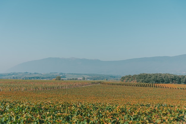 Weitwinkelaufnahme von grünen Landschaften, Bäumen und Bergen unter einem klaren blauen Himmel