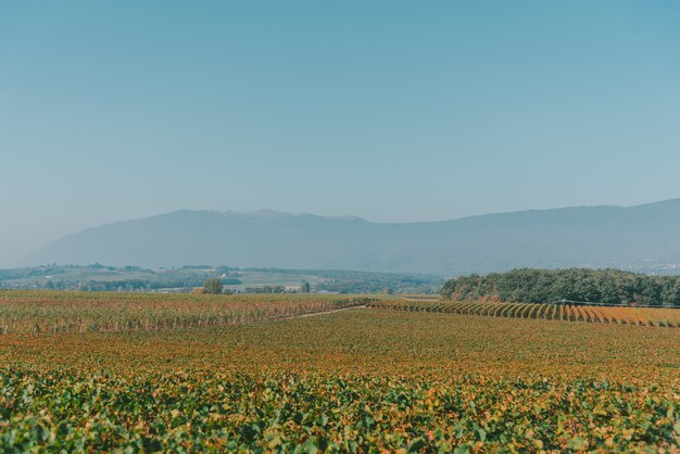 Weitwinkelaufnahme von grünen Landschaften, Bäumen und Bergen unter einem klaren blauen Himmel