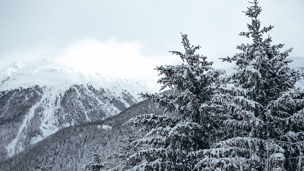 Weitwinkelaufnahme von Kiefern und Bergen, die mit Schnee bedeckt sind