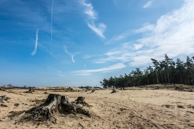 Weitwinkelaufnahme von Sand vor dem Wald unter einem bewölkten Himmel