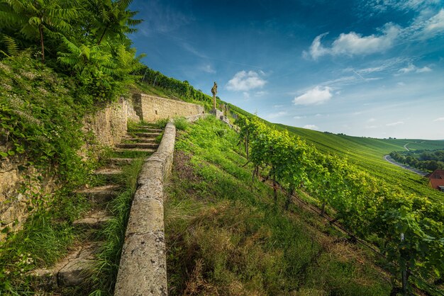 Weitwinkelaufnahme von Treppen, die von Weinreben umgeben sind