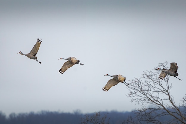 Weitwinkelaufnahme von vier Sandhill-Kranichen, die in einem bewölkten Himmel fliegen