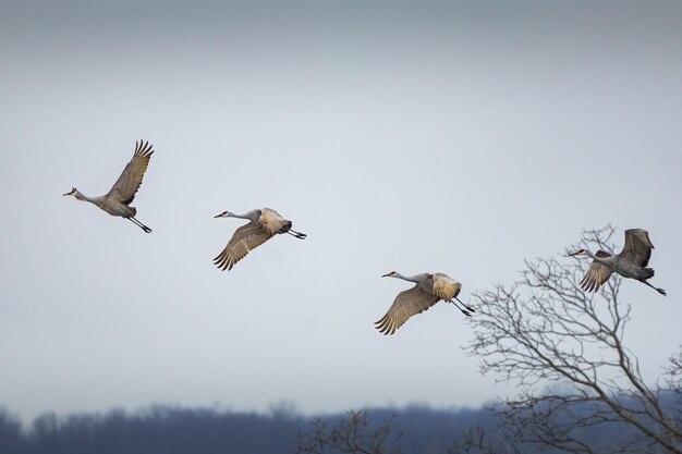 Weitwinkelaufnahme von vier Sandhill-Kranichen, die in einem bewölkten Himmel fliegen