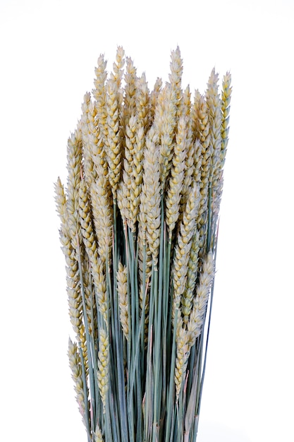 Weizen isoliert auf weißem Raum