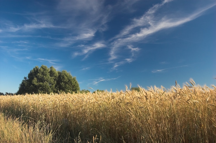 Kostenlose Foto weizen mit wolke