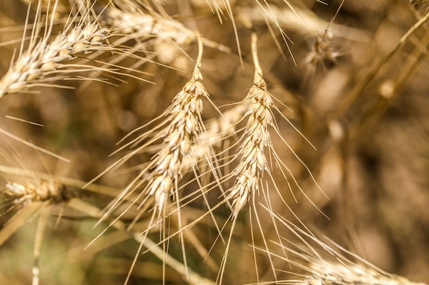 Weizenähren Nahaufnahme auf dem Feld, das Konzept der Landwirtschaft und Natur