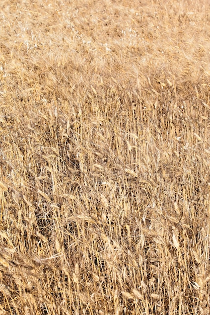 Weizenfeld in der französischen Landschaft im Sommer