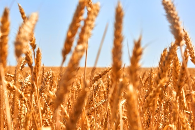 Kostenloses Foto weizenfeld. ohren aus goldenem weizen schließen. schöne natur sonnenuntergang landschaft. ländliche landschaft unter strahlendem sonnenlicht. hintergrund der reifung der ohren des wiesenweizenfeldes. reiches erntekonzept