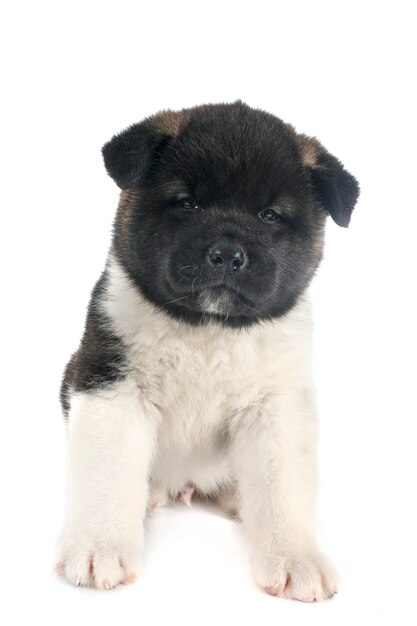 Bilder Amerikanischer Akita Gratis Vektoren Fotos Und Psds