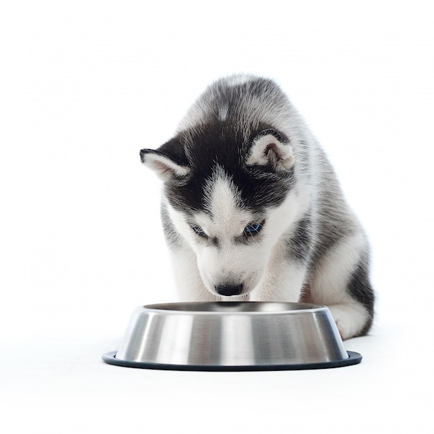 Welpe des kleinen grauen Siberian Husky Hundes, der Wasser vom abgerundeten silbernen Teller riecht und trinkt. Pelziger, getragener Welpe, der Teller betrachtet, spielt. auf weiß isolieren. Schönes Haustier.