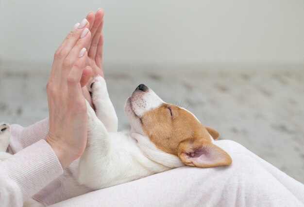 Welpe jack russell hund schläft terier die hände PremiumFoto