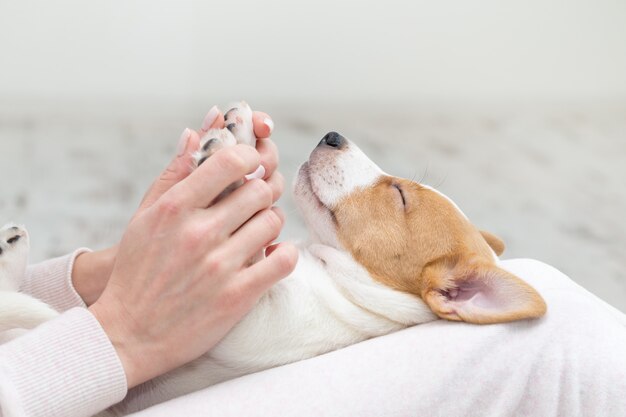 Welpe jack russell hund schläft terier die hände PremiumFoto