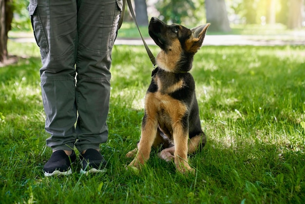 Welpe sitzt neben den beinen des besitzers im sommerpark