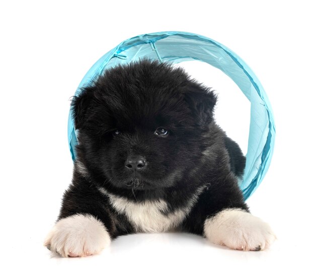 Bilder Amerikanischer Akita Gratis Vektoren Fotos Und Psds