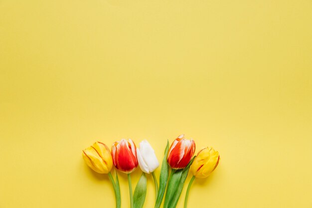 Wenige frische Tulpen auf Gelb