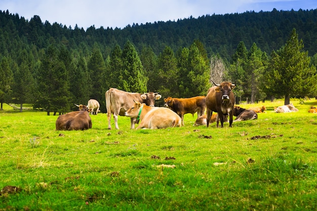 Wenige Kühe auf der Wiese