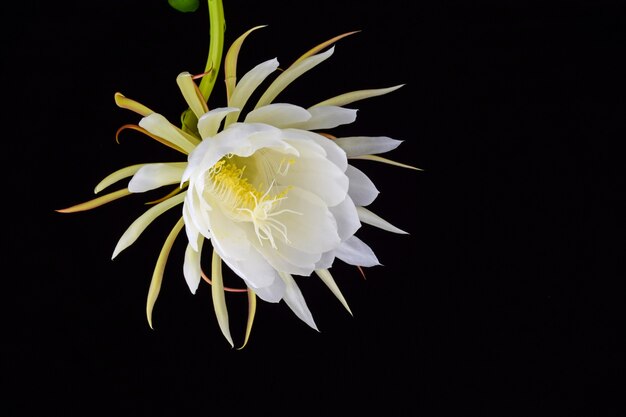 White Flower