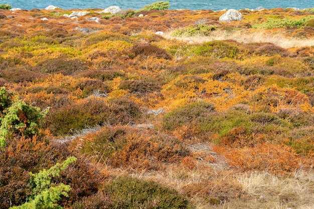 Wiese bedeckt im Gras, umgeben von Wasser unter dem Sonnenlicht