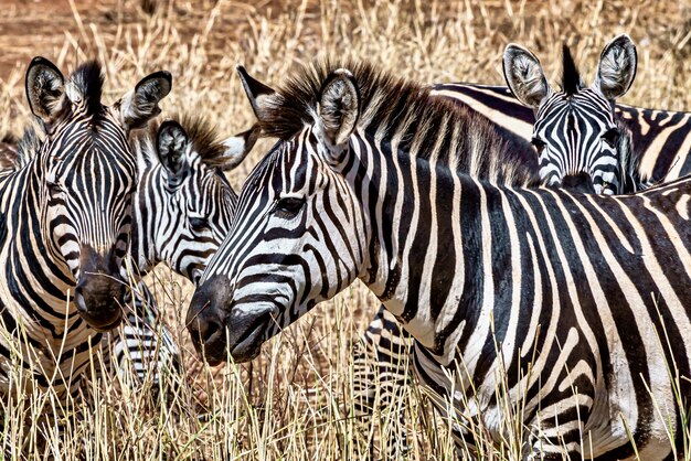 Wiese bedeckt im Gras, umgeben von Zebras unter dem Sonnenlicht tagsüber